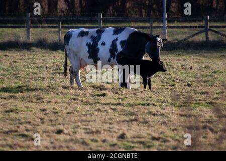 Une image de l'élevage traditionnel d'animaux de style ancien, où une vache mère et un veau broutage librement dans un pâturage entouré de clôtures en bois. Mère ki Banque D'Images