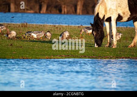 Un cheval sauvage paître côte à côte avec un troupeau de canards colverts sur un bout de prairie entouré par la Tamise. L'image a été prise au coucher du soleil à po Banque D'Images