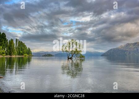 L'arbre de Wanaka qui est solitaire dans l'eau se reflète dans l'eau claire comme un miroir. Dans la matinée de l'été avec les nuages spectaculaires ciel à Banque D'Images