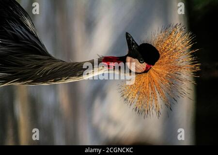 Crown Crane photographie de portrait d'oiseau Banque D'Images