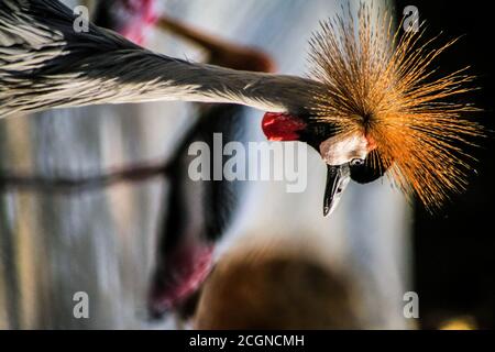 Crown Crane photographie de portrait d'oiseau Banque D'Images