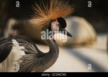 Crown Crane photographie de portrait d'oiseau Banque D'Images