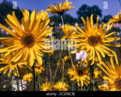 Artichaut de Jérusalem (Helianthus tuberosus), fleurs, foyer sélectif, gros plan. Fleurs de topinambur jaune. Concept de mode de vie sain. Banque D'Images