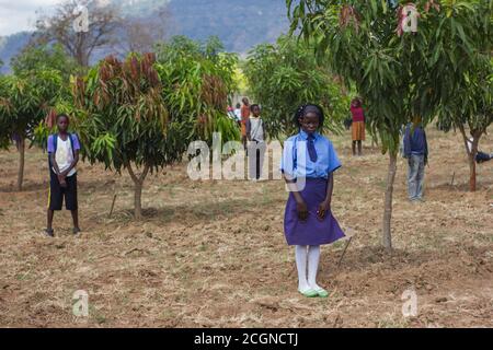 Les écoliers se tenant près de leurs arbres dans leur cour d'école pendant un projet de reboisement, un étudiant, une usine Banque D'Images