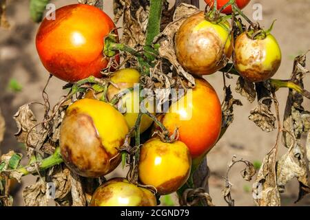 Maladie de la tomate brûlure tardive ou brûlure de la pomme de terre. Tomates non mûres infectées par la brûlure Phytophthora infestans taches brunes de mildiou sur la moisissure de la tomate Banque D'Images