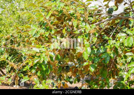 Branches avec fruits StarApple Banque D'Images