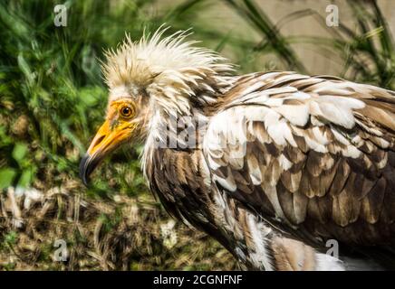 Vulture Egyptienne 'Neophron percnopterus' sub Adult. Pyrénées espagnoles. Banque D'Images