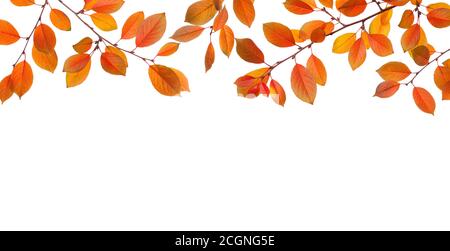 Branches de feuilles d'automne colorées isolées sur fond blanc. Prune cerise. Prise de vue en studio Banque D'Images