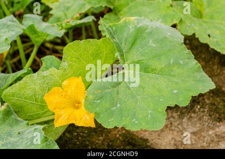 Fleurs jaunes de la vigne de la citrouille de Kalabasa Banque D'Images