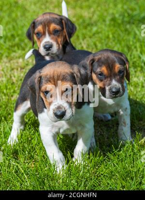 Belvoir, Grantham, Lincolnshire, Royaume-Uni - les chiots de Foxdrier aux chenils de Belvoir Banque D'Images