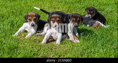 Belvoir, Grantham, Lincolnshire, Royaume-Uni - les chiots de Foxdrier aux chenils de Belvoir Banque D'Images