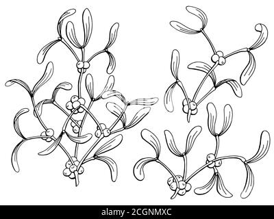 Gui Avec Branche De Baies Et De Feuilles Isolee Sur Fond Blanc Image Vectorielle Stock Alamy Gui Avec Branche De Baies Et De Feuilles Isolee Sur Fond Blanc Image Vectorielle Stock Alamy