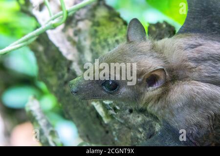 Portrait de chauve-souris. Renard volant indien (Pteropus giganteus chinghaiensis) de la forêt tropicale du Sri Lanka, jeune individu Banque D'Images