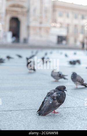 Pigeon sur le pavé de la place de la cathédrale de Milan en Italie, photographie de rue Banque D'Images