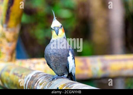 Un magnifique et coloré perroquet de race Cockatel dans le vert forêt avec arrière-plan bokeh Banque D'Images