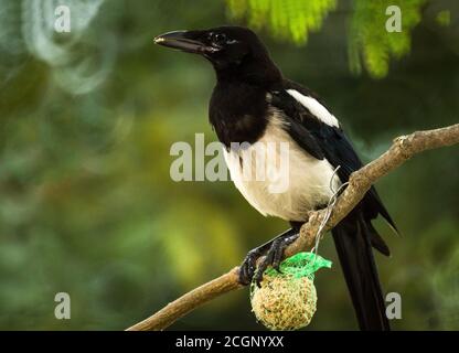 Magpie 'Pica pica' adulte sur grosse boule.Photographie prise à une station d'alimentation, sud-ouest de la France. Banque D'Images