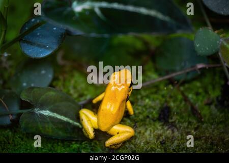 Grenouille empoisonnée dorée (Phyllobates terribilis), amphibie toxique de la forêt tropicale : Dendrobatidae, endémique de la côte Pacifique de la Colombie, au sud Banque D'Images