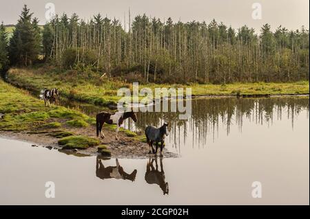 Inchydoney, West Cork, Irlande. 12 septembre 2020. Trois chevaux se tiennent sur le bord d'un lac tandis que le soleil brille à Inchydoney, West Cork. La journée sera sèche avec le soleil ce matin se tournant vers des périodes de pluie cet après-midi. Températures supérieures de 15 à 18 degrés. Crédit : AG News/Alay Live News Banque D'Images