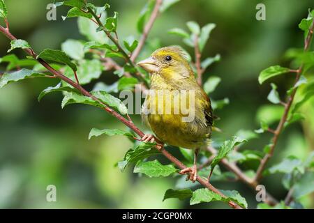 Verdfinch européen (Carduelis chloris), Homme dans un brousse, Siegerland, Rhénanie-du-Nord-Westphalie, Allemagne Banque D'Images