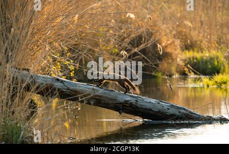 Martre d'Europe (Martes martes), sur un tronc d'arbre, zones humides du Danube, Basse-Autriche, Autriche Banque D'Images