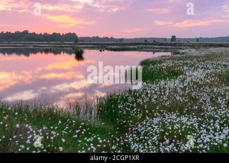 Coucher de soleil dans la lande avec l'herbe à fructifier (Eriophorum vaginatum) au printemps, Oldenburger Muensterland, Goldenstedter Moor, Goldenstedt, Lower Banque D'Images