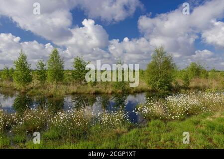 Des herbes de coton et des cumulus fructueux au printemps dans la lande, Oldenburger Muensterland, Goldenstedter Moor, Goldenstedt, Basse-Saxe, Allemagne Banque D'Images