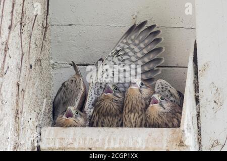 Quatre kestrels communs (Falco tinnunculus), jeunes oiseaux, assis dans la boîte de nidification et mendiant pour la nourriture, Hesse, Allemagne Banque D'Images