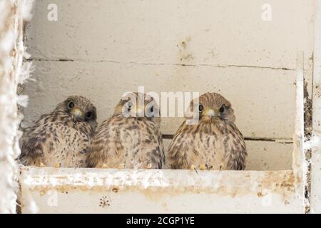 Trois kestrels communs (Falco tinnunculus), jeunes oiseaux, assis dans la boîte de nidification, Hesse, Allemagne Banque D'Images