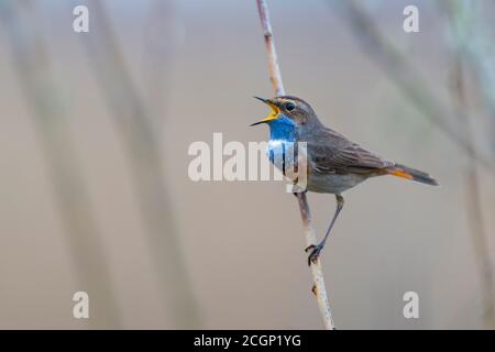 Chant Bluethroat (Luscinia svecica) accouplement sur son poste de chant dans la lande, Goldenstedter Moor, Goldenstedt, Basse-Saxe, Allemagne Banque D'Images