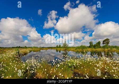 Des cotons féconds (Eriophorum vaginatum) et des cumulus au printemps dans la lande, Oldenburger Muensterland, Goldenstedter Moor, Goldenstedt Banque D'Images