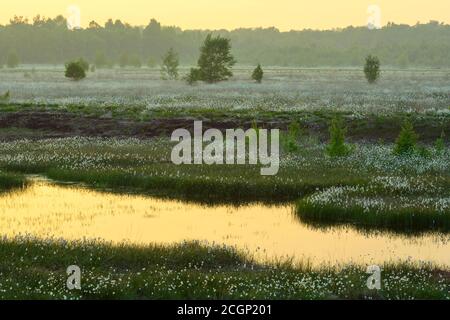 Coucher de soleil dans une lande avec de l'herbe à fructifier (Eriophorum vaginatum) au printemps, Oldenburger Muensterland, Goldenstedter Moor, Goldenstedt, Lower Banque D'Images