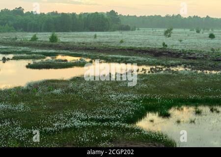 Coucher de soleil dans une lande avec de l'herbe à fructifier (Eriophorum vaginatum) au printemps, Oldenburger Muensterland, Goldenstedter Moor, Goldenstedt, Lower Banque D'Images