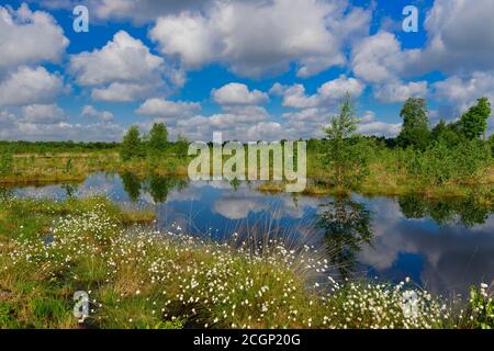 Des herbes de coton et des cumulus fructueux au printemps dans la lande, Oldenburger Muensterland, Goldenstedter Moor, Goldenstedt, Basse-Saxe, Allemagne Banque D'Images