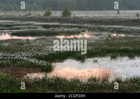 Soirée dans la lande avec l'herbe de coton à fructifier (Eriophorum vaginatum) au printemps, Oldenburger Muensterland, Goldenstedter Moor, Goldenstedt, Lower Banque D'Images