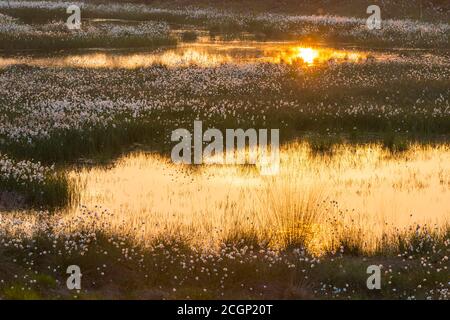 Coucher de soleil dans une lande avec de l'herbe à fructifier (Eriophorum vaginatum) au printemps, Oldenburger Muensterland, Goldenstedter Moor, Goldenstedt, Lower Banque D'Images