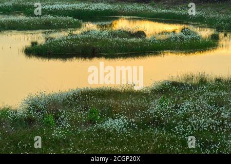 Coucher de soleil dans une lande avec de l'herbe à fructifier (Eriophorum vaginatum) au printemps, Oldenburger Muensterland, Goldenstedter Moor, Goldenstedt, Lower Banque D'Images