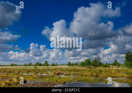 Des herbes de coton et des cumulus fructueux au printemps dans la lande, Oldenburger Muensterland, Goldenstedter Moor, Goldenstedt, Basse-Saxe, Allemagne Banque D'Images