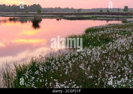 Coucher de soleil dans une lande avec de l'herbe à fructifier (Eriophorum vaginatum) au printemps, Oldenburger Muensterland, Goldenstedter Moor, Goldenstedt, Lower Banque D'Images