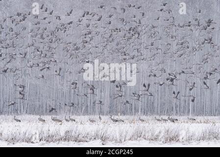 Grues de repos (Grus Grus) dans un paysage hivernal enneigé, migration des oiseaux, Oldenburger Muensterland, Goldenstedt, Basse-Saxe, Allemagne Banque D'Images