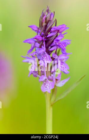 Orchidée de marais du sud (Dactylorhiza praetermissa) en fleur, Emsland, Basse-Saxe, Allemagne Banque D'Images