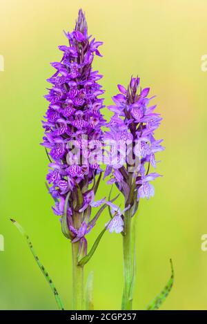 Orchidée de marais du sud (Dactylorhiza praetermissa) en fleur, Emsland, Basse-Saxe, Allemagne Banque D'Images