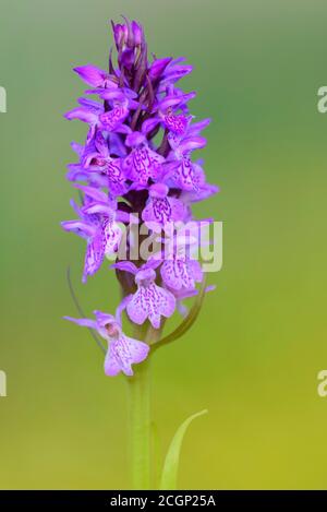 Orchidée de marais du sud (Dactylorhiza praetermissa) en fleur, Emsland, Basse-Saxe, Allemagne Banque D'Images