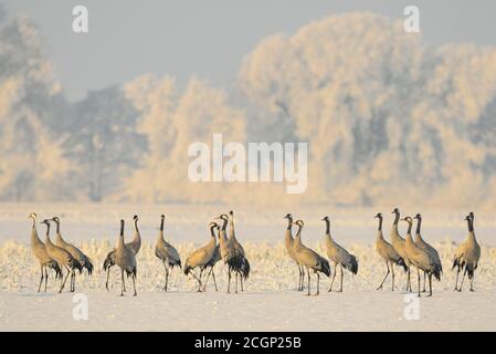 Grues de repos (Grus Grus) dans un paysage hivernal enneigé, migration des oiseaux, Oldenburger Muensterland, Goldenstedt, Basse-Saxe, Allemagne Banque D'Images