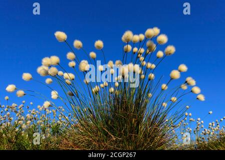 Herbe de coton féconde au printemps dans la lande, le cotongrass de queue de lièvre (Eriophorum vaginatum), Oldenburger Muensterland, Goldenstedter Moor, Lower Banque D'Images