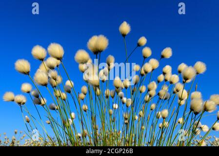 Herbe de coton féconde au printemps dans la lande, le cotongrass de queue de lièvre (Eriophorum vaginatum), Oldenburger Muensterland, Goldenstedter Moor, Lower Banque D'Images