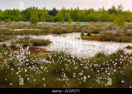 Herbe de coton féconde au printemps dans la lande, le cotongrass de queue de lièvre (Eriophorum vaginatum), Oldenburger Muensterland, Goldenstedter Moor, Lower Banque D'Images