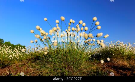 Herbe de coton féconde au printemps dans la lande, le cotongrass de queue de lièvre (Eriophorum vaginatum), Oldenburger Muensterland, Goldenstedter Moor, Lower Banque D'Images