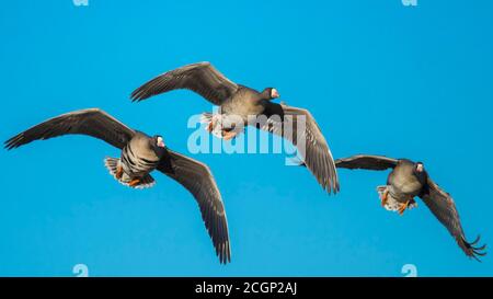 Oies à front blanc (Anser albifrons) en vol, oiseaux migrateurs, migration d'oiseaux, Vaestergoetland, Falkoeping, Suède Banque D'Images