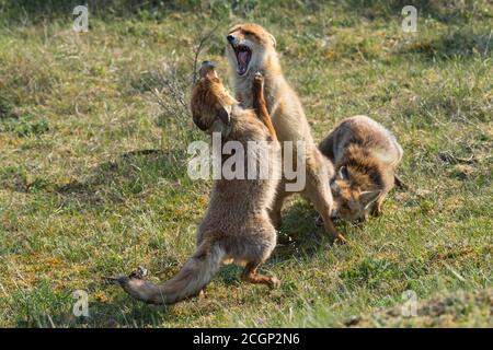 Lutte contre le renard roux (Vulpes vulpes), pays-Bas Banque D'Images