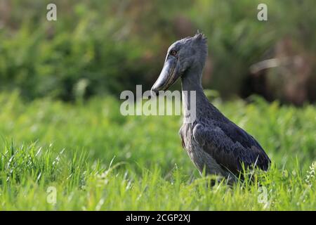 Shoebill (Balaeniceps rex), alimentation, marais de Mabamba, Ouganda Banque D'Images